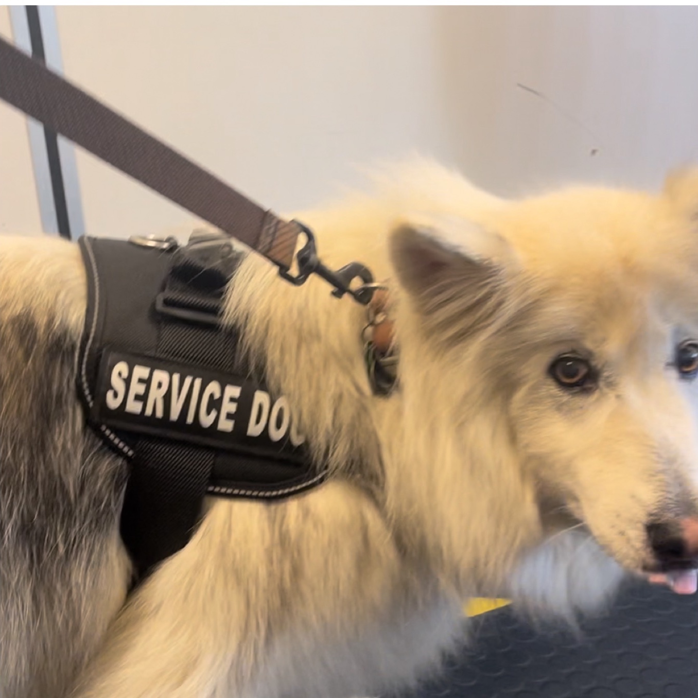 A fluffy dog wearing a service dog harness